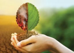 Carbon & Climat finance of DKS Capital Advisory